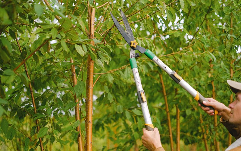 Tree trimming in Ellenburg Depot, NY